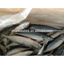 Mackerel Variety and Block Shape Hard tail scad frozen Horse makerel